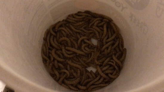 mealworms.gif