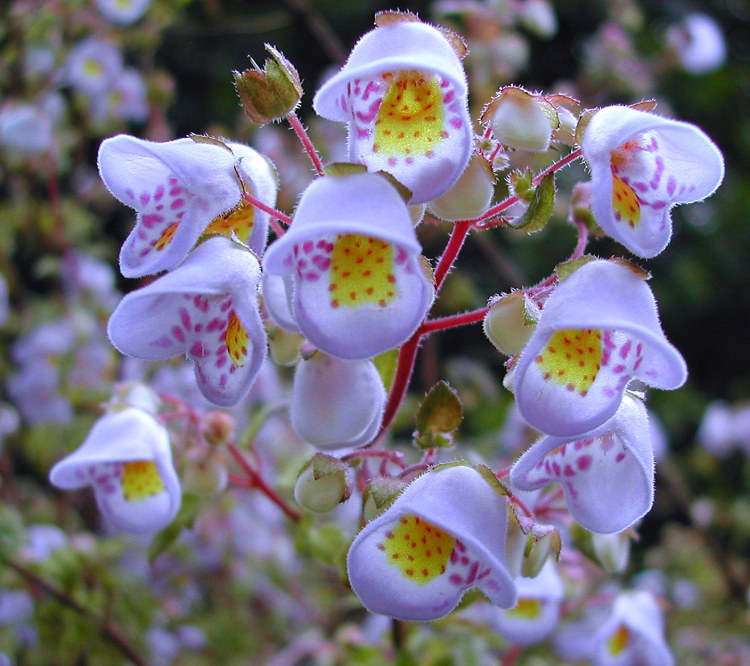 Включи растения. Jovellana punctata. Jovellana violacea. Джовеллана фиолетовая. Джовеллана фото.