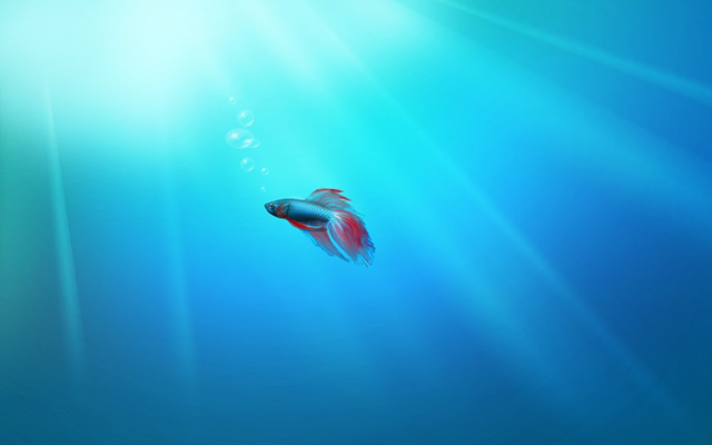 image11.png